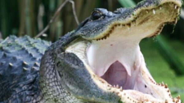 Pequeñito que era buscado en Florida es hallado muerto en la boca de un caimán