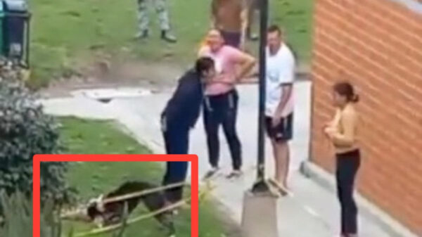 VIDEO: Pitbull mata a perro frente a su dueña; fuertes imágenes generan controversia