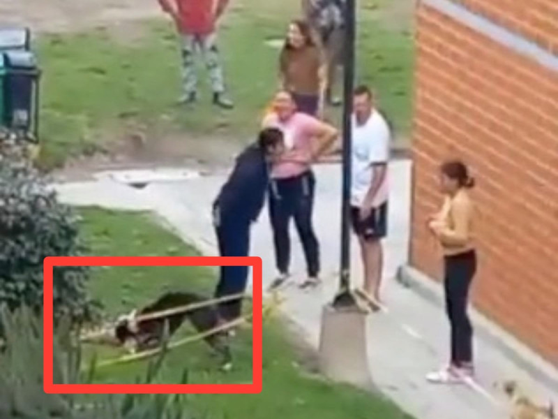 VIDEO: Pitbull mata a perro frente a su dueña; fuertes imágenes generan controversia