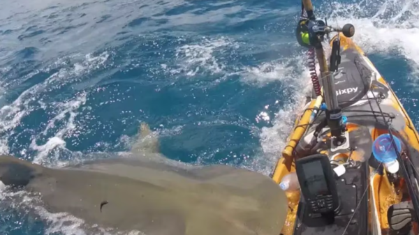 VIDEO: Pescador graba el terrible ataque que le lanzó un tiburón tigre