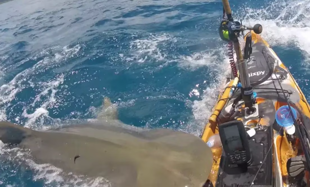 VIDEO: Pescador graba el terrible ataque que le lanzó un tiburón tigre