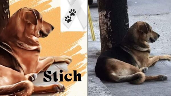 Confirman la muerte de 'Stich', perrito golpeado por robar un pan en Chilpancingo