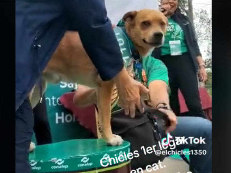 El Chicles gana su primer carrera y sube al podio para recibir su medalla