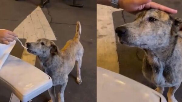 VIDEO: Perrito callejero conmueve con su reacción tras recibir un poco de comida