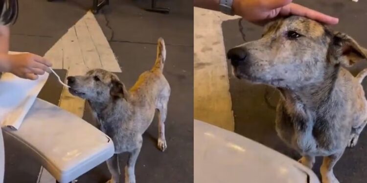 VIDEO: Perrito callejero conmueve con su reacción tras recibir un poco de comida