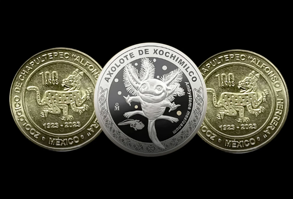 Moneda del ajolote tendrá nuevo lanzamiento para aquellos que no pudieron comprarla