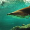 Tiburones de la Florida podrían estar consumiendo cocaína que los traficantes pierden en el mar