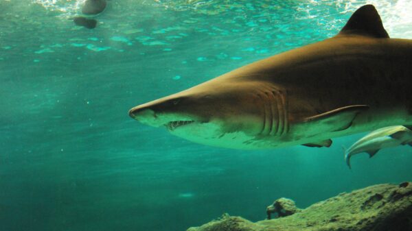 Tiburones de la Florida podrían estar consumiendo cocaína que los traficantes pierden en el mar