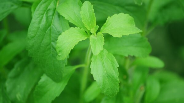 Impulsa Agricultura cultivo de stevia como ingreso adicional para pequeños productores