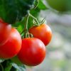 Senado de la República respalda a productores de tomate