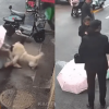 IMÁGENES FUERTES: Perro devora el rostro de una mujer y todo queda grabado en video