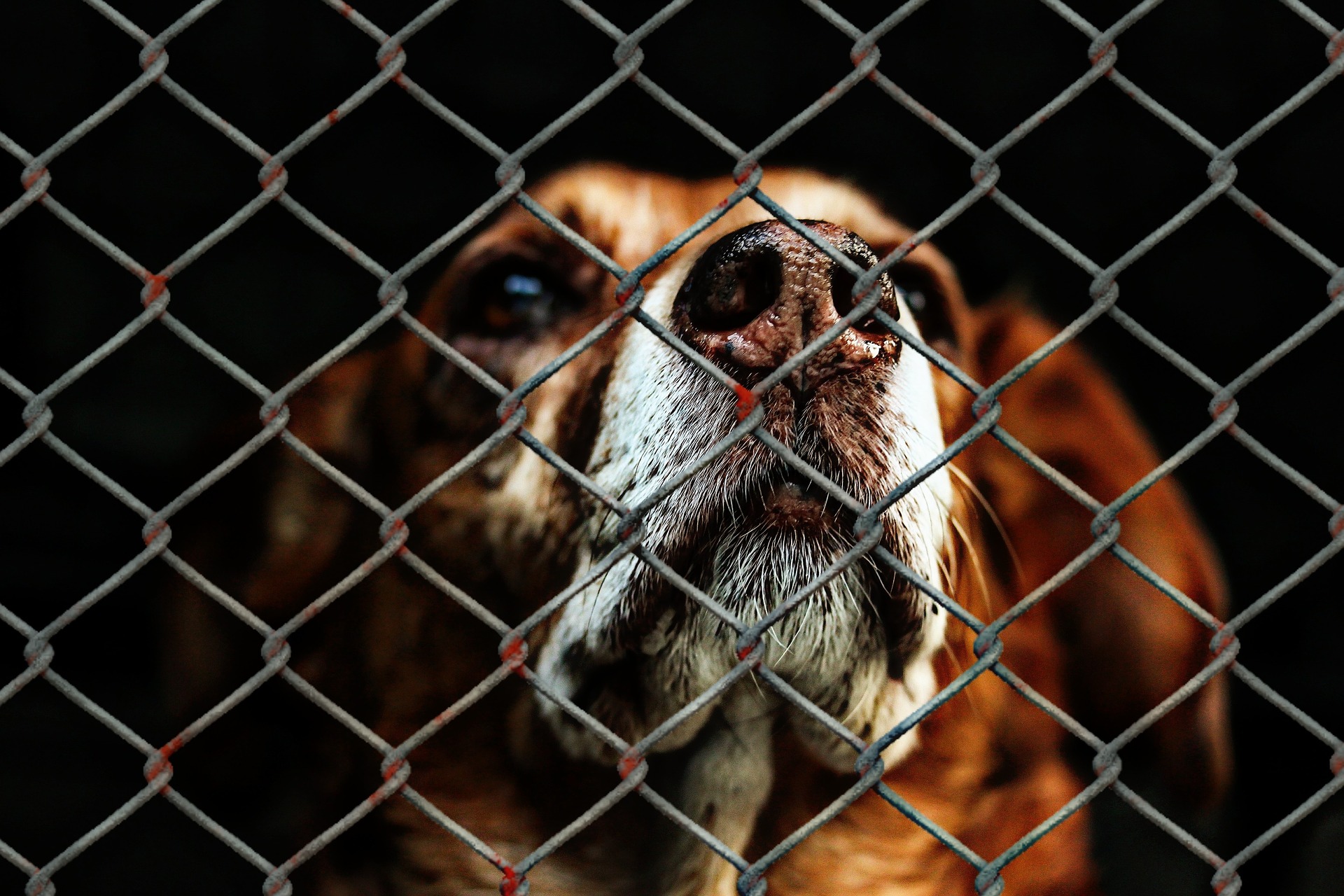 Día Nacional Contra el Maltrato Animal