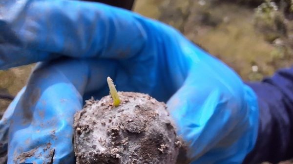 Con dron, diseminan más de 75 mil semillas de coníferas para reforestar la Sierra de Arteaga
