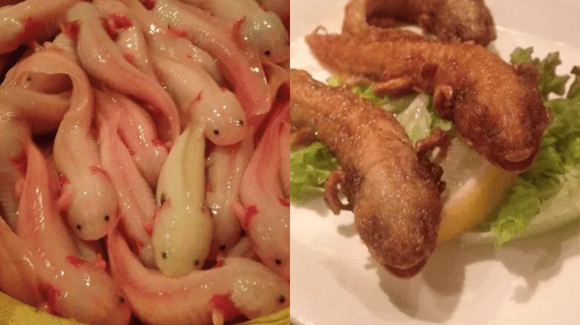 Restaurante japonés causa indignación y consternación al servir ajolotes fritos