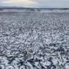 Misteriosa mortandad de sardinas en Japón: ¿El agua de Fukushima y el cambio climático son los culpables?