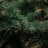 Piden a Semarnat que establezca acciones de acopio y reciclaje de árboles de Navidad