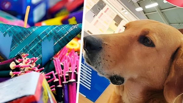 Elektro: perrito adoptado por Elektra muere de un infarto a causa de la pirotecnia