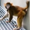 ReTro: El primer macaco clonado que sobrevive más de dos años