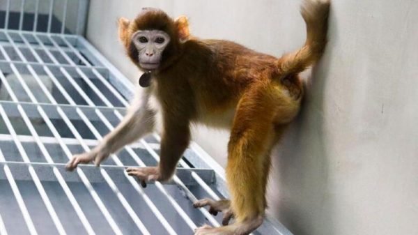 ReTro: El primer macaco clonado que sobrevive más de dos años