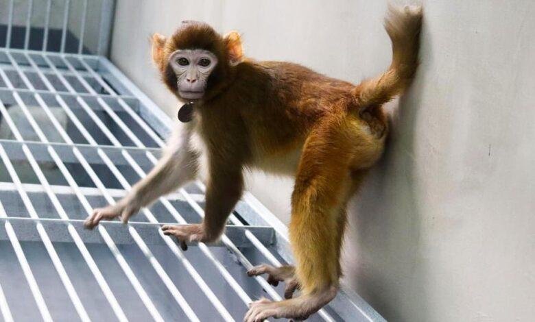 ReTro: El primer macaco clonado que sobrevive más de dos años