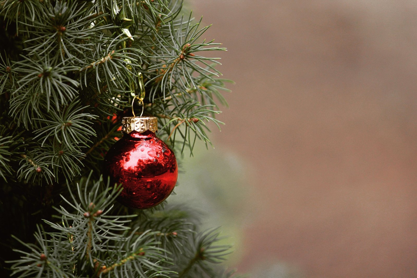 ¡No tires tu árbol de Navidad en la calle! Estos son los centros de acopio donde puedes llevar el tuyo