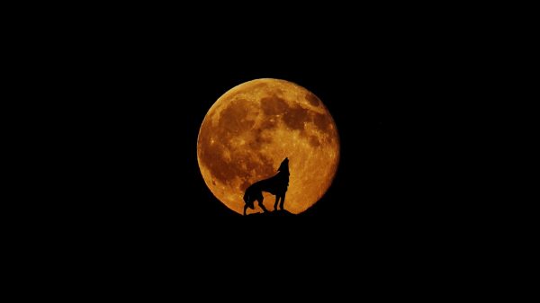 ¿Qué es la luna de lobo y cuándo ocurrirá este fenómeno en 2024?