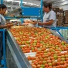 Aumentan 4.62% las exportaciones agroalimentarias y baja ritmo de importaciones