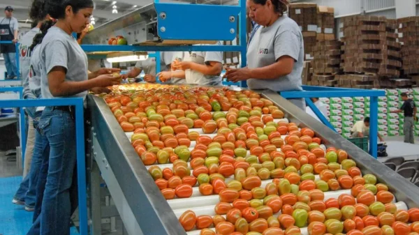 Aumentan 4.62% las exportaciones agroalimentarias y baja ritmo de importaciones