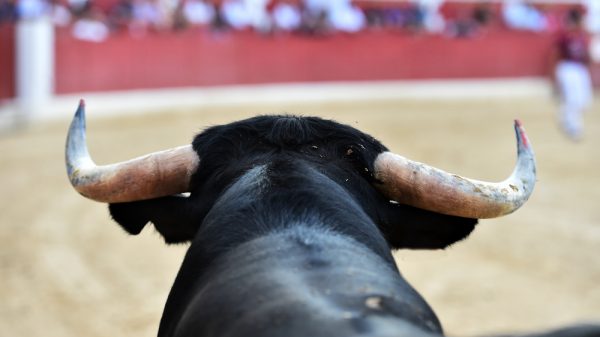 Demandan en el Senado prohibir escuelas taurinas o relacionadas con actos de crueldad animal