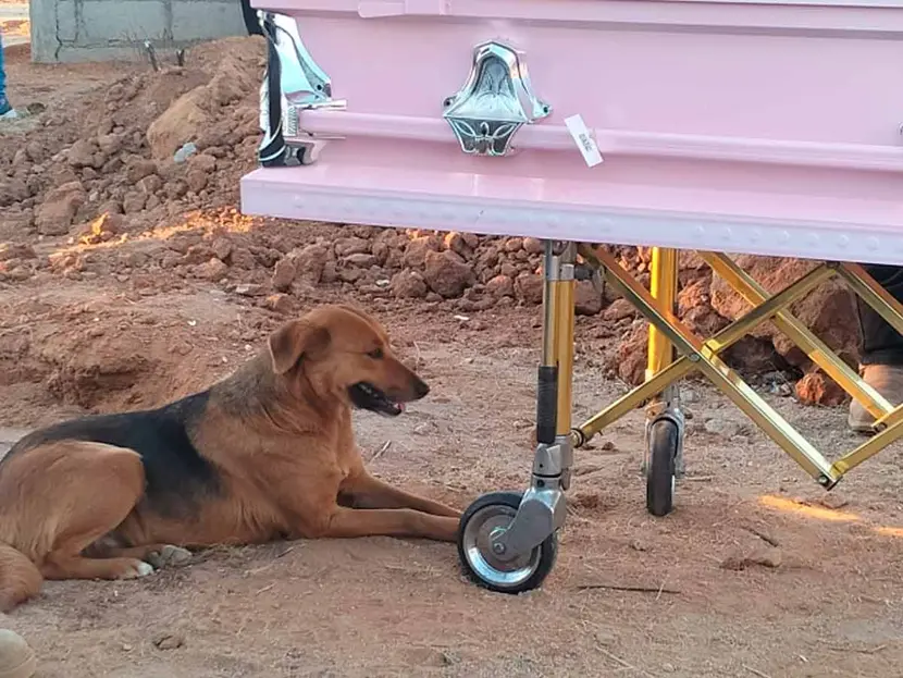 Rubí, la perrita que acompañó a su dueña hasta el panteón donde reposarían sus restos