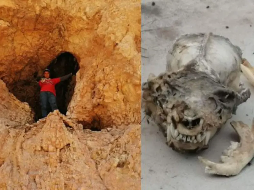 Descubren cráneo humanoide con colmillos en cueva de Coahuila y se cree que pueda ser de un Nahual