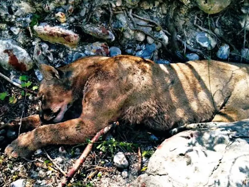 Puma ataca a campesinos en Tamaulipas y todo termina en tragedia