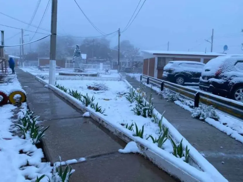 Sonora se pinta de blanco por nieve en plena primavera