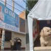 Jóvenes Transforman Propaganda Política en Refugios para Perritos de la Calle