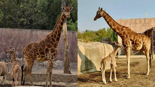 Zoológico de San Juan de Aragón da la bienvenida a jirafa bebé