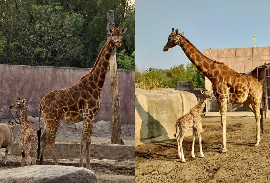 Zoológico de San Juan de Aragón da la bienvenida a jirafa bebé