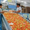 Aumenta 47% superávit de balanza comercial agroalimentaria de México en primer trimestre del año