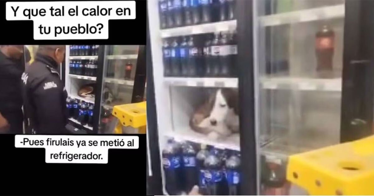 ¡Perro calor! Lomito se refugia en un refrigerador