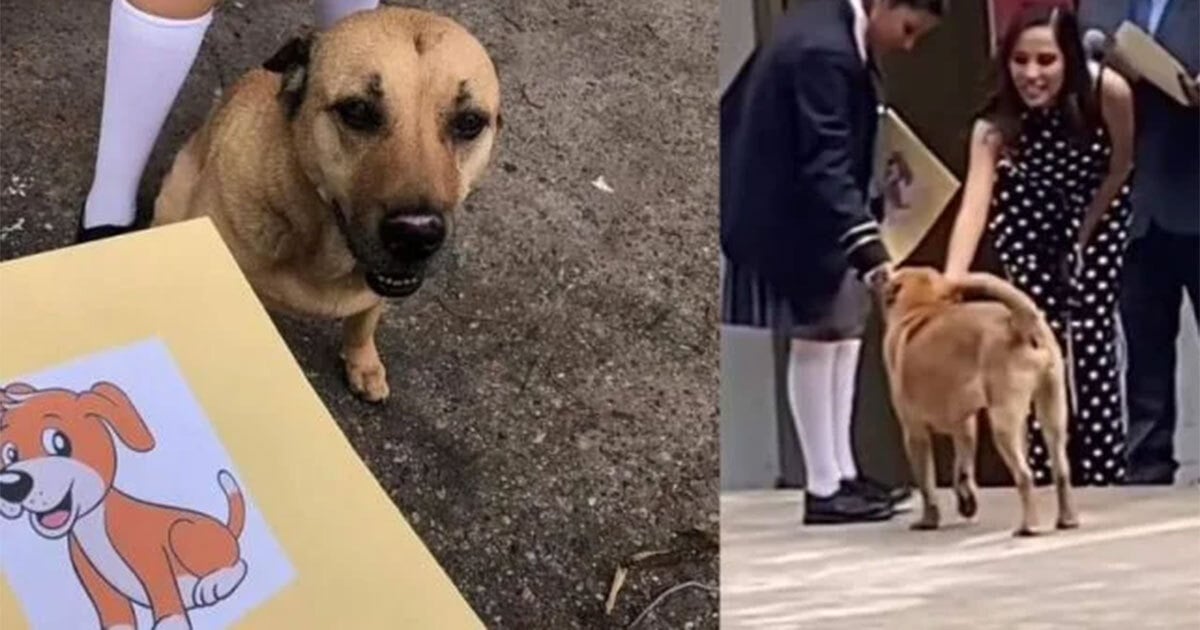 Perrito Flavio se gradúa de primaria con honores y conquista corazones en redes sociales