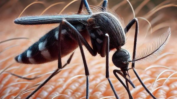 Alerta por propagación del dengue; los casos en México aumentan más de 261% en 2024