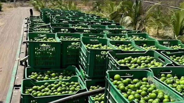 ¿Por qué hay paro de limoneros en Michoacán?