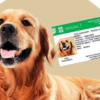 CURP para mascotas en 2025: Guía para obtener el documento obligatorio