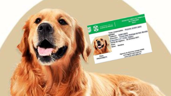 CURP para mascotas en 2025: Guía para obtener el documento obligatorio