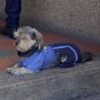 Perrito se vuelve viral por vestir uniforme de guardia de seguridad y se convierte en Empleado del Mes