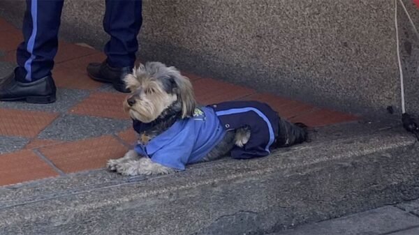 Perrito se vuelve viral por vestir uniforme de guardia de seguridad y se convierte en Empleado del Mes