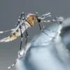 Dengue en México: suman 2 mil 295 casos en lo que va del año