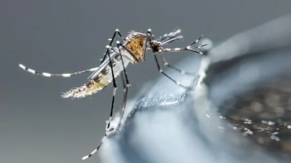 Dengue en México: suman 2 mil 295 casos en lo que va del año