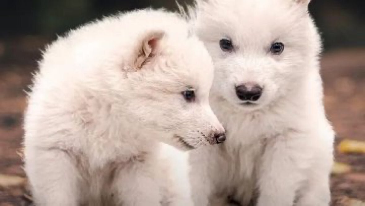 ¿Es verdad que "desextinguieron" al Dire Wolf o 'Lobo Terrible'?