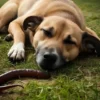 ¿Cómo evitar que tu perro se contagie con el gusano barrenador? Así puedes proteger a tu mascota