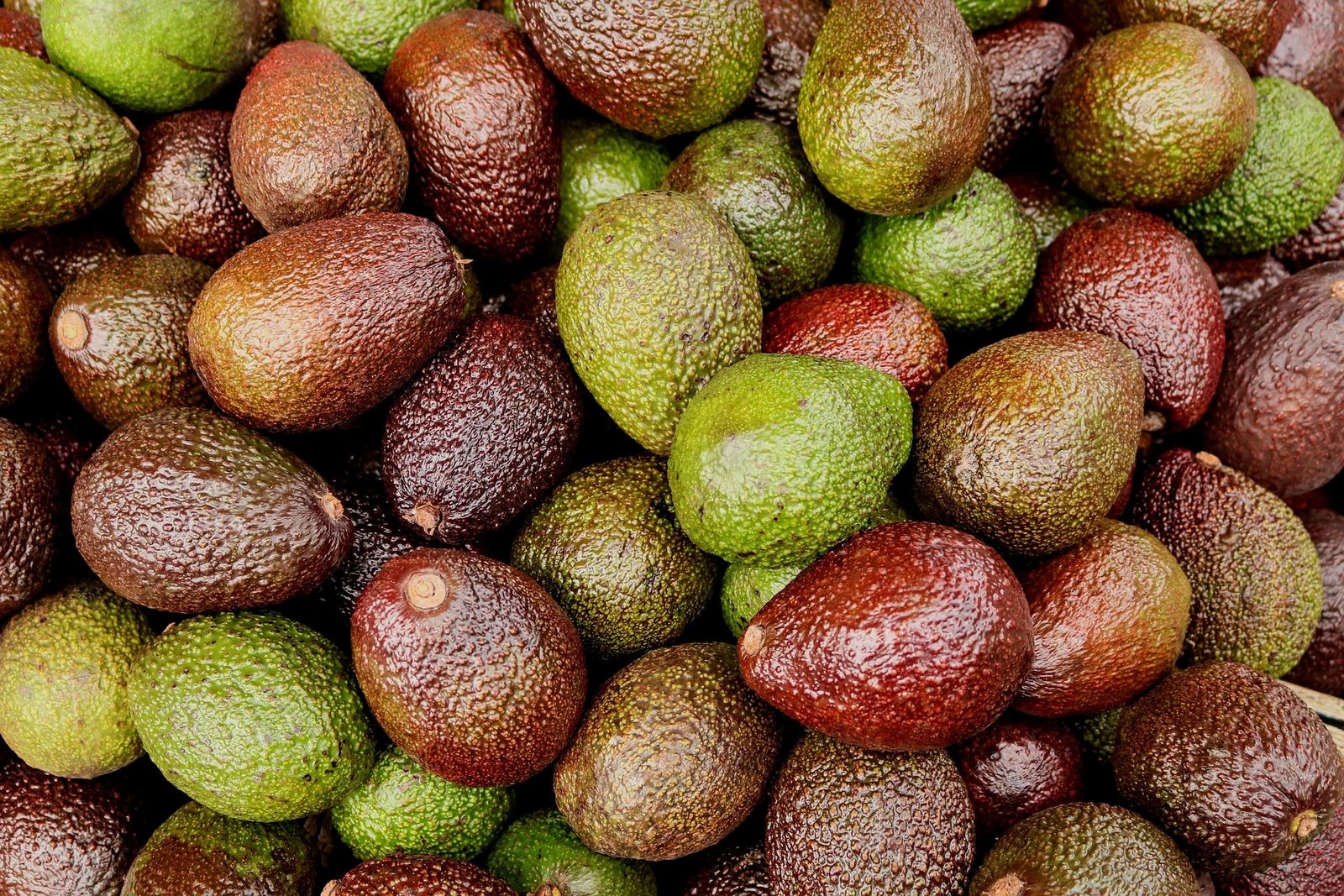 Más de 96 mil 300 toneladas de aguacate fueron exportadas a EE.UU. por 5 de Mayo: APEAM
